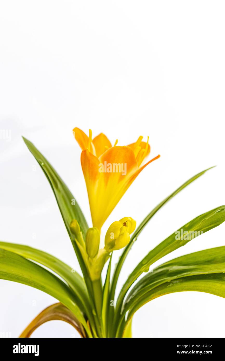 Klammern Sie Blätter, Knospen, Blüten und Blüten im Detail ein Stockfoto