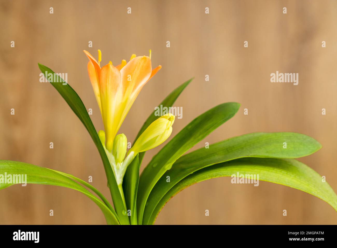 Klammern Sie Blätter, Knospen, Blüten und Blüten im Detail ein Stockfoto