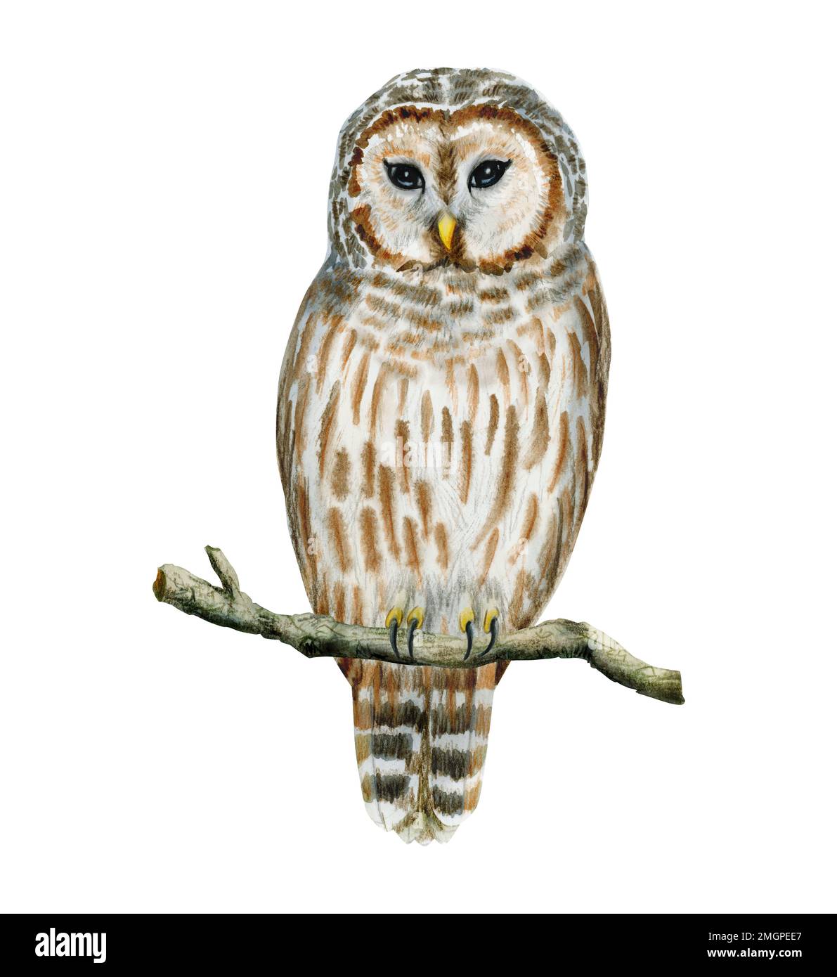 Aquarell gestreifter Eulenvogel, der auf einem Ast sitzt, isoliert auf weißem Hintergrund. Handgezeichnete Waldeule in Braun- und Grautönen Stockfoto