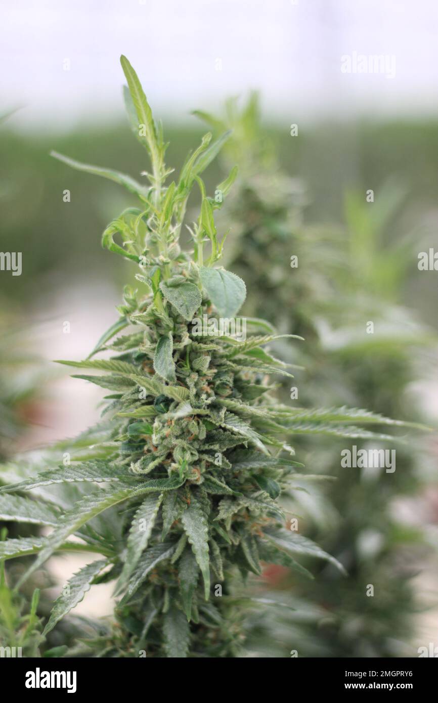 Medizinische Cannabispflanzen im Gewächshaus THC CBD Stockfoto