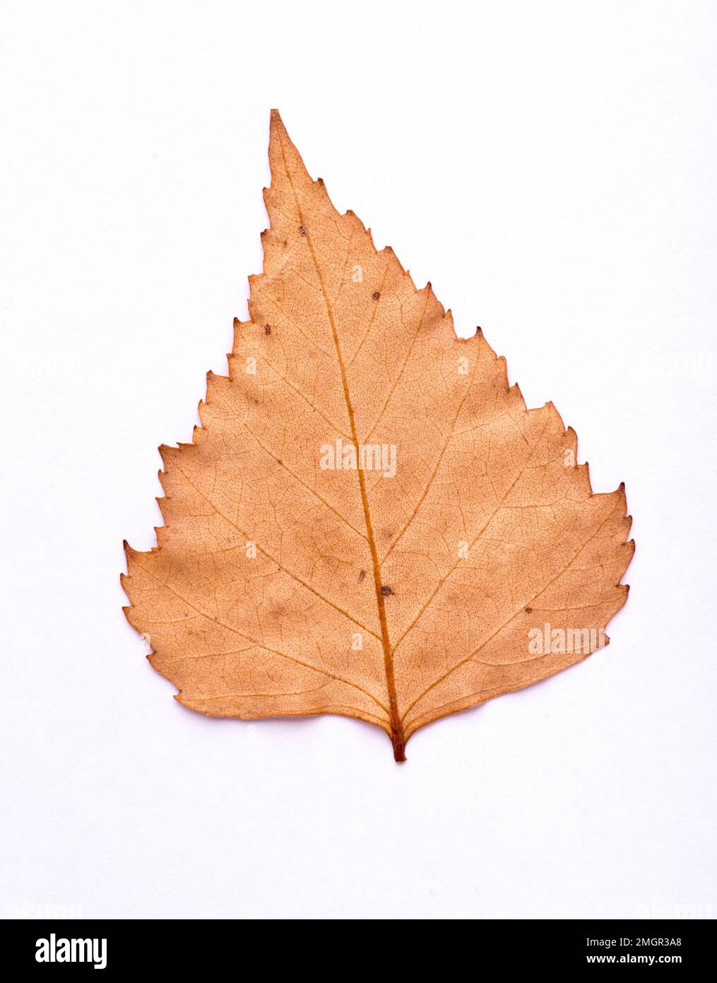 Getrocknete Birkenblätter auf Weiß Stockfoto