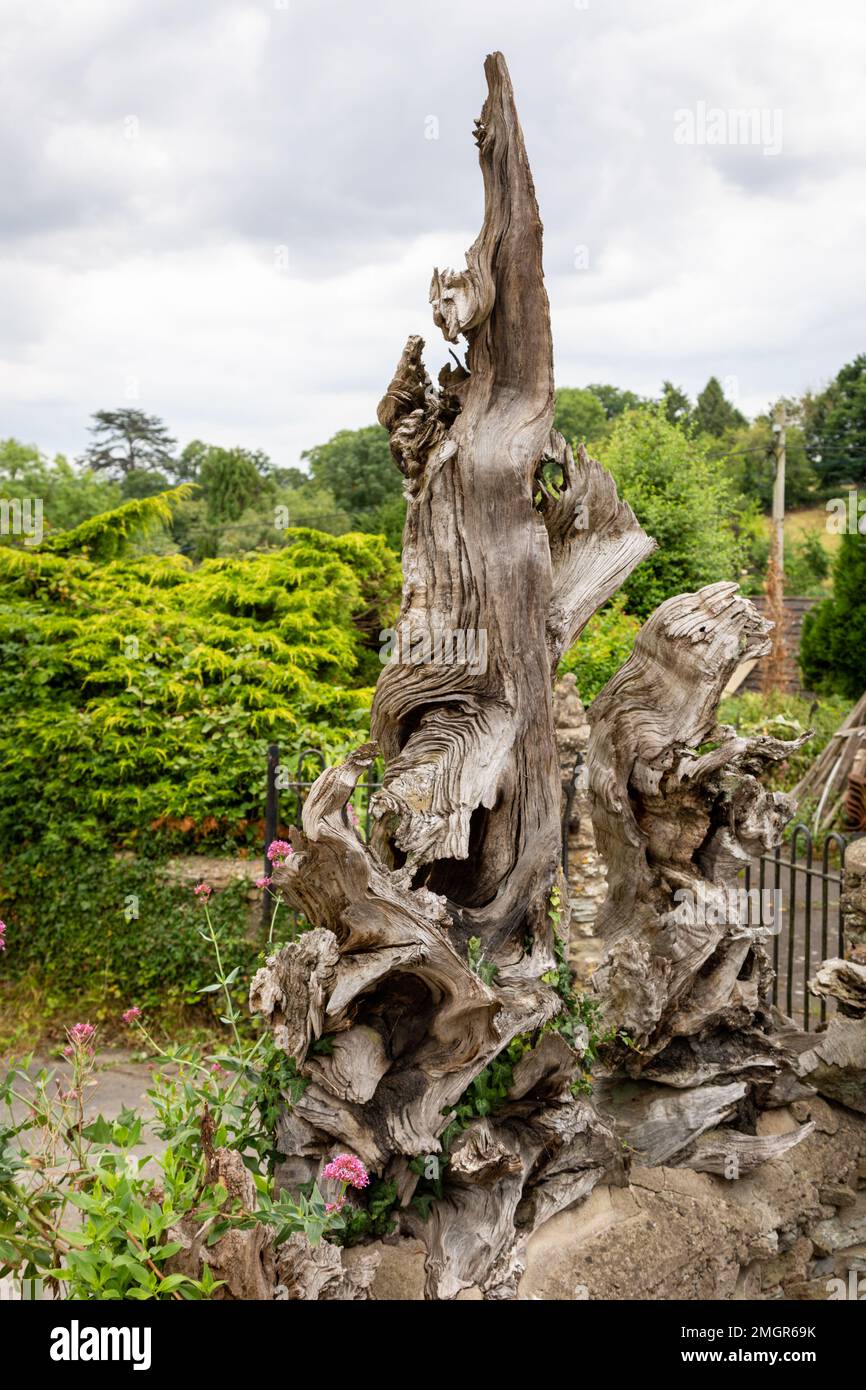 Alter Baumstamm als Gartenmotiv, Großbritannien Stockfoto