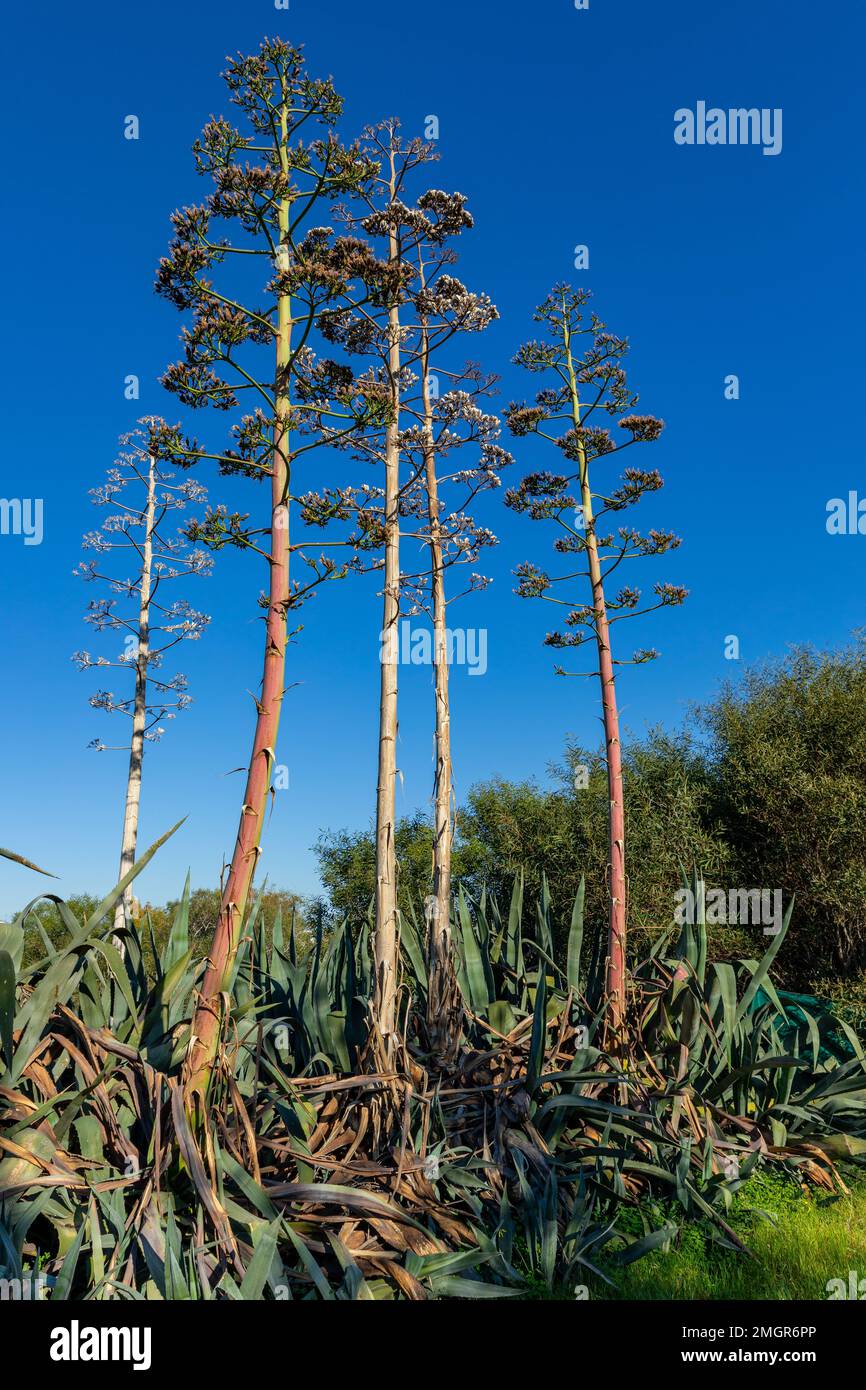 Agaven blhen -Fotos und -Bildmaterial in hoher Auflsung  Alamy