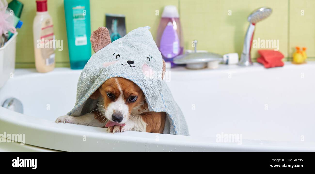 Ein sehr süßer Hund, ein Rotschopf mit weißem Mischling, badet Stockfoto