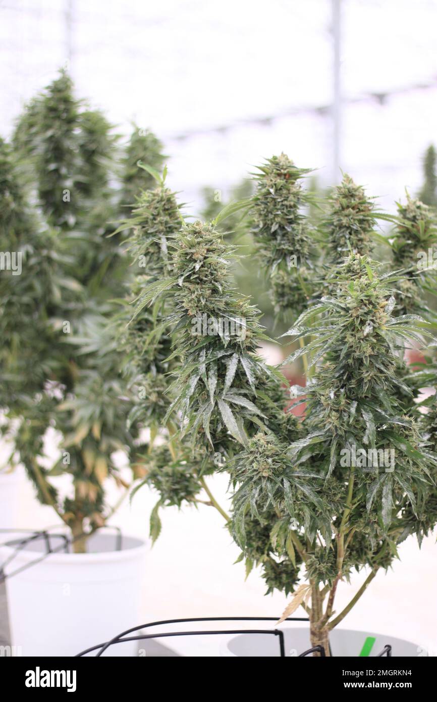 Medizinische Cannabispflanzen im Gewächshaus THC CBD Stockfoto