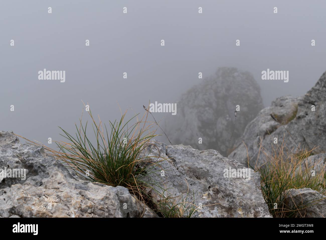 Grass bokor Klippenrand gegen nebligen Abgrund, Vegetation auf Felsen Stockfoto
