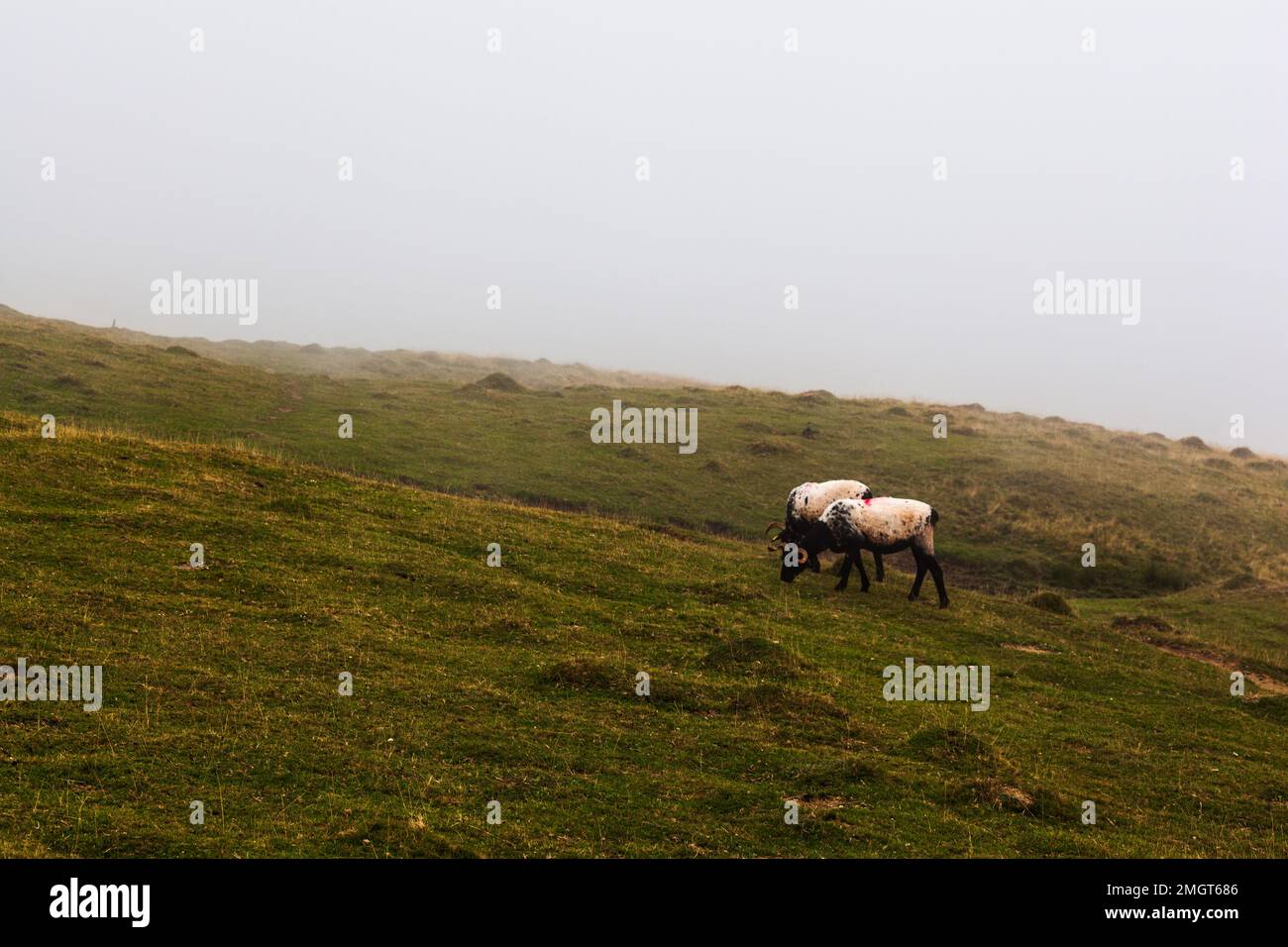 Ein paar Ziegen auf einer Wiese, die am frühen Morgen im Nebel grasen, auf dem Weg des Heiligen James in den französischen Pyrenäen Stockfoto