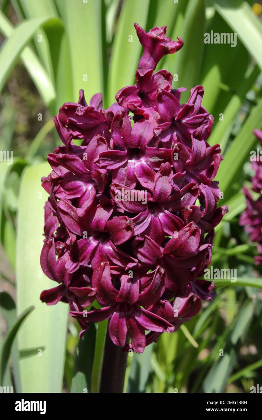 Hyazinthen (Hyacinthus orientalis „Woodstock“) Stockfoto