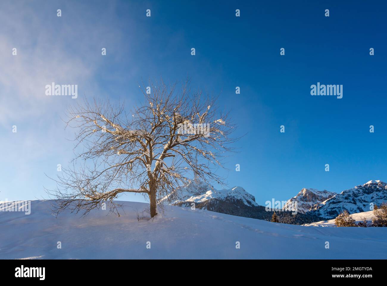 Ein Baum auf einer schneebedeckten Wiese an einem sonnigen Tag. Adamello Brenta Natural Park, Trentino Alto Adige, Norditalien, Europa Stockfoto