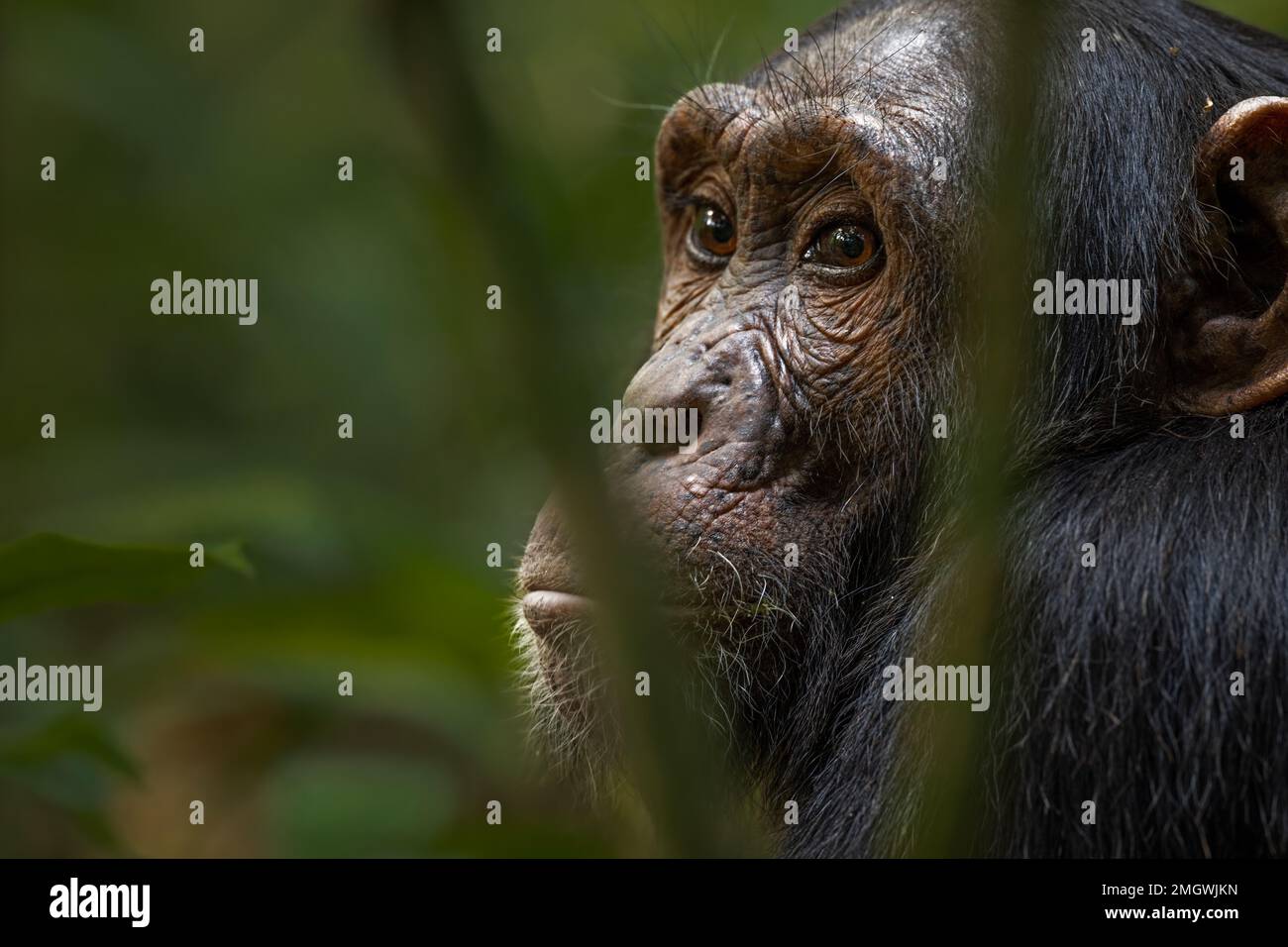 Schimpansen Großaffen Stockfoto