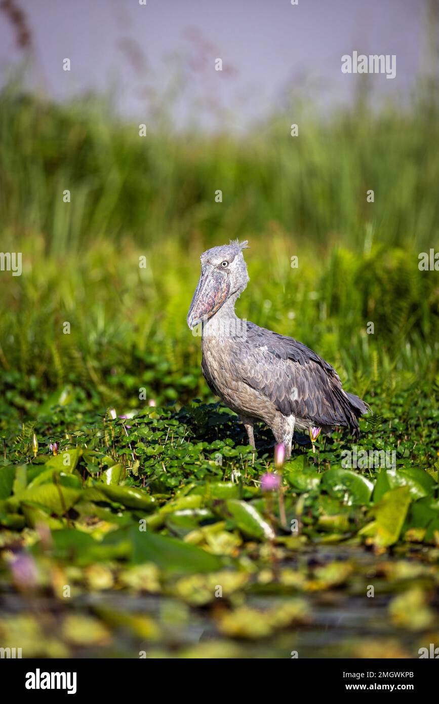 Schuhschnabel (Balaeniceps Rex) Stockfoto