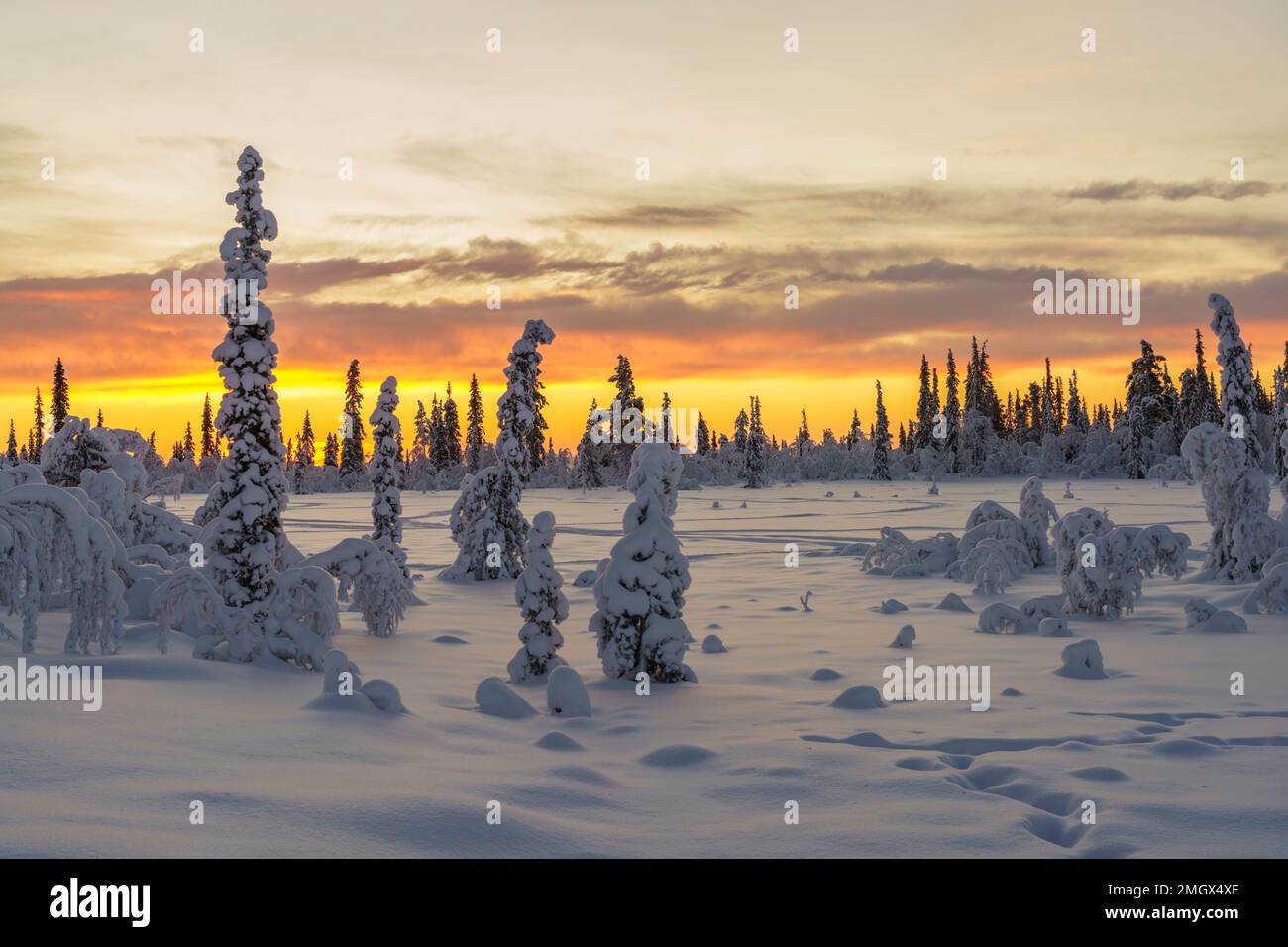 Winterlandschaft bei Sonnenuntergang mit viel Schnee und schönen Farben am Himmel, Gällivare County, Schwedisches Lappland, Schweden Stockfoto