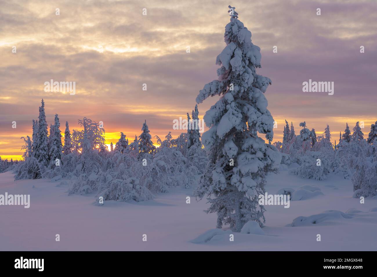 Winterlandschaft bei Sonnenuntergang mit farbenfrohem Himmel bei Sonnenuntergang, Gällivare County, Schwedisches Lappland, Schweden Stockfoto