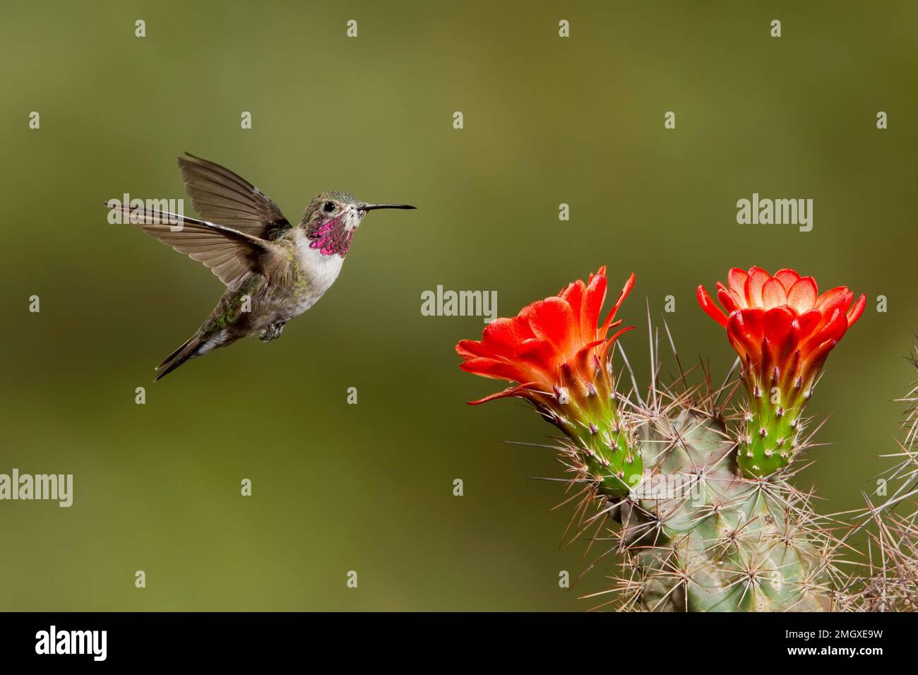 Breitschwanzkolibri im zweiten Jahr, Selasphorus platycercus, Fütterung bei Echinocereus sp. Kaktus. Stockfoto