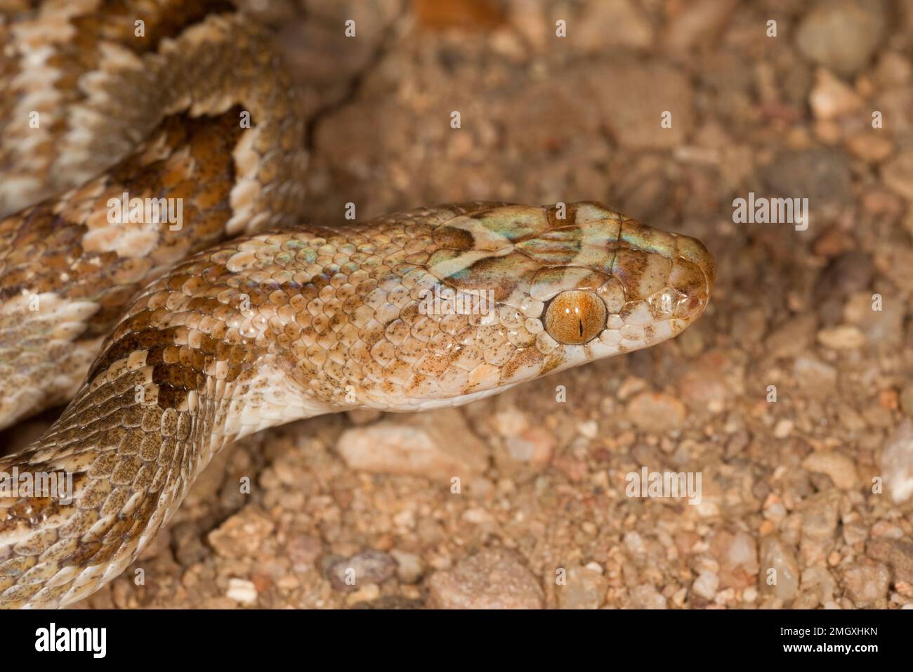 Sonoran Lyresnake, Trimorphodon Lambda, Colubridae. Stockfoto