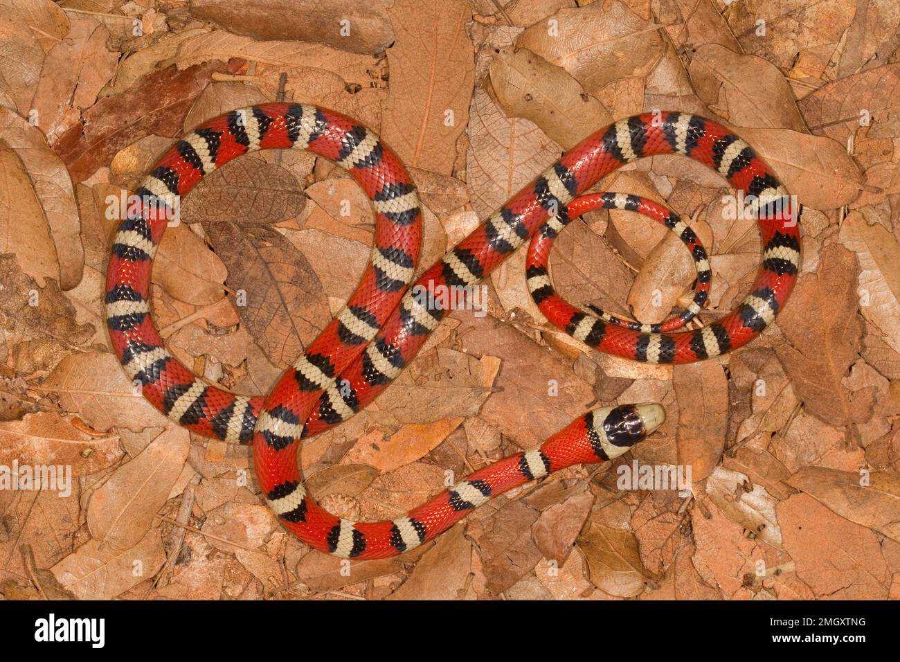 Sonoran Mountain Kingsnake, Lampropeltis pyromelana, Colubridae Stockfoto