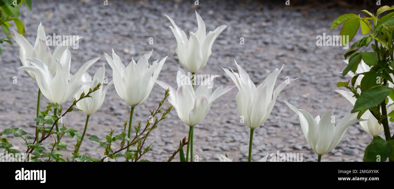 Im Mai blühende weiße Lilien blühten Tulpen in einem britischen Garten Stockfoto