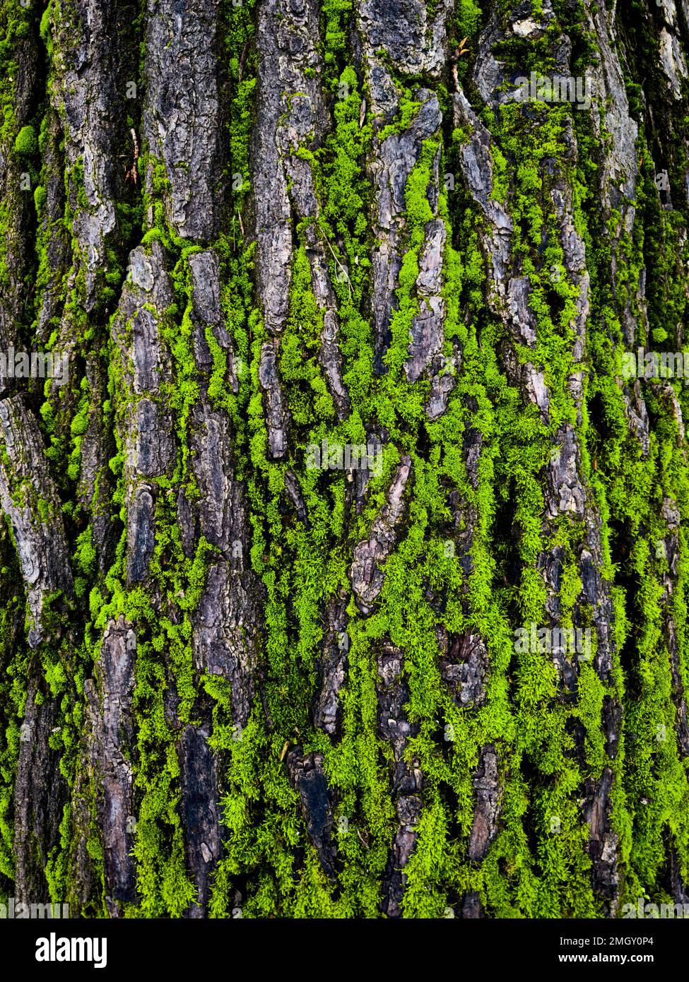 Der Stamm eines Baumes, bedeckt mit grünem Moos auf der Nordseite von Madrid Stockfoto