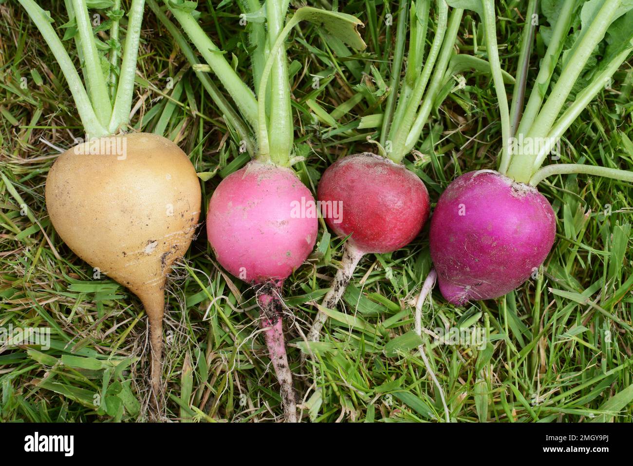 Nahaufnahme von vier knusprigen Regenbogen-Radieschen auf grünem Gras – gelbe, rosa, rote und lila Wurzeln Stockfoto