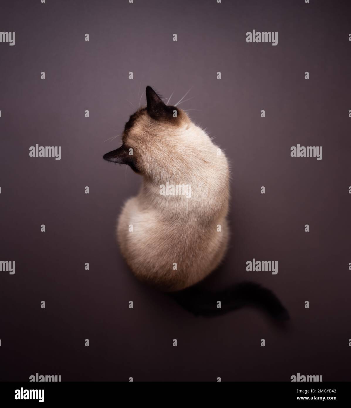 Von hinten sieht man eine siamesische Katze, die auf dem braunen Boden sitzt und nach unten blickt Stockfoto