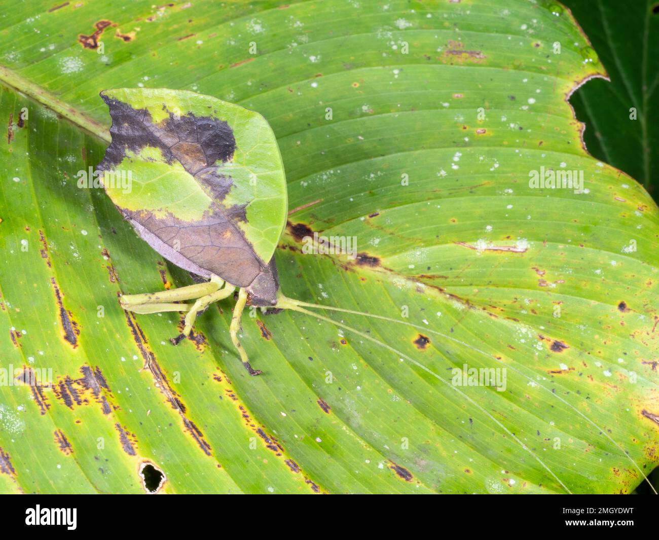 Blätter imitieren Katydid (Typhophyllum sp.) Im Regenwald, in der Provinz Orellana, Ecuador Stockfoto