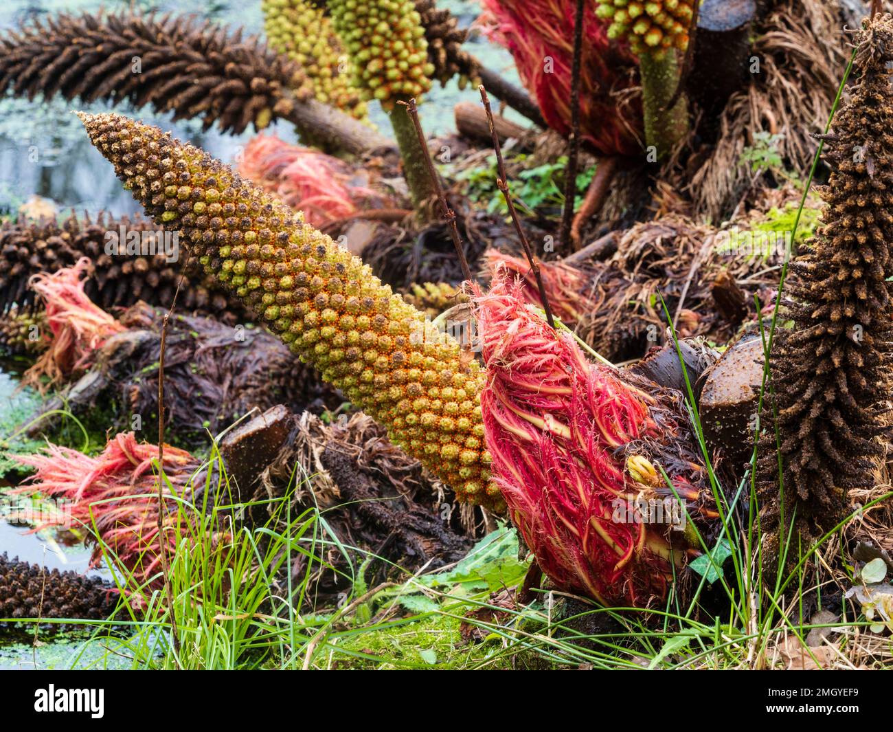 Winterblumenspieße, rote Samen und Foilageknospen der grossen grenzwertigen mehrjährigen Gunnera manicata Stockfoto