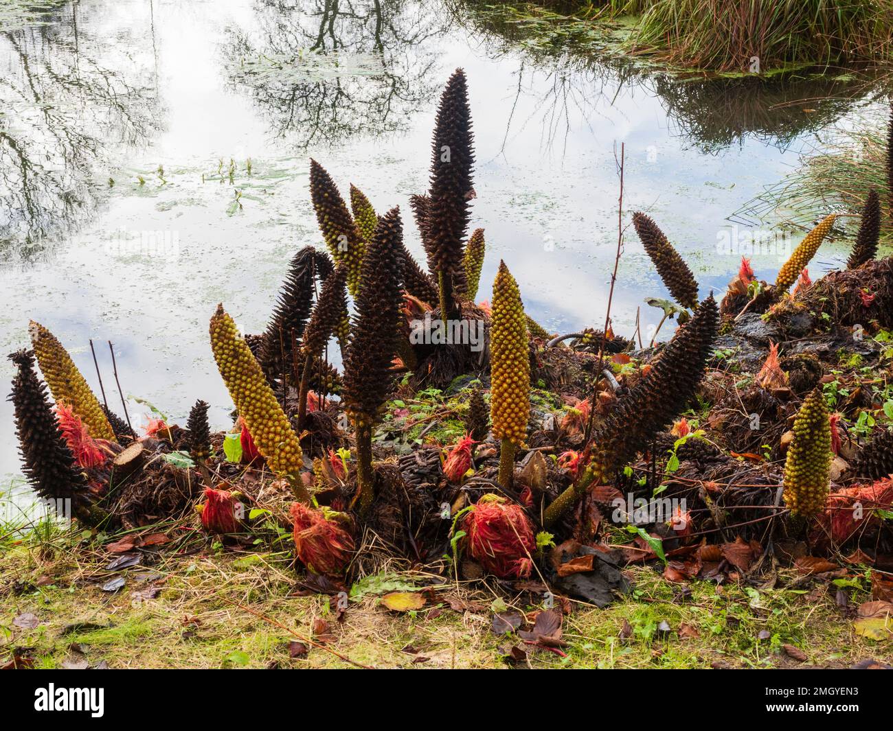 Winterblumenspieße, rote Samen und Foilageknospen der grossen grenzwertigen mehrjährigen Gunnera manicata Stockfoto