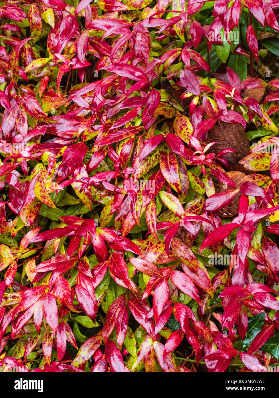 Rotes Winterlaub des kompakten, harten, immergrünen Strauchs, Leucothoe fontanesiana „Scarletta“ Stockfoto