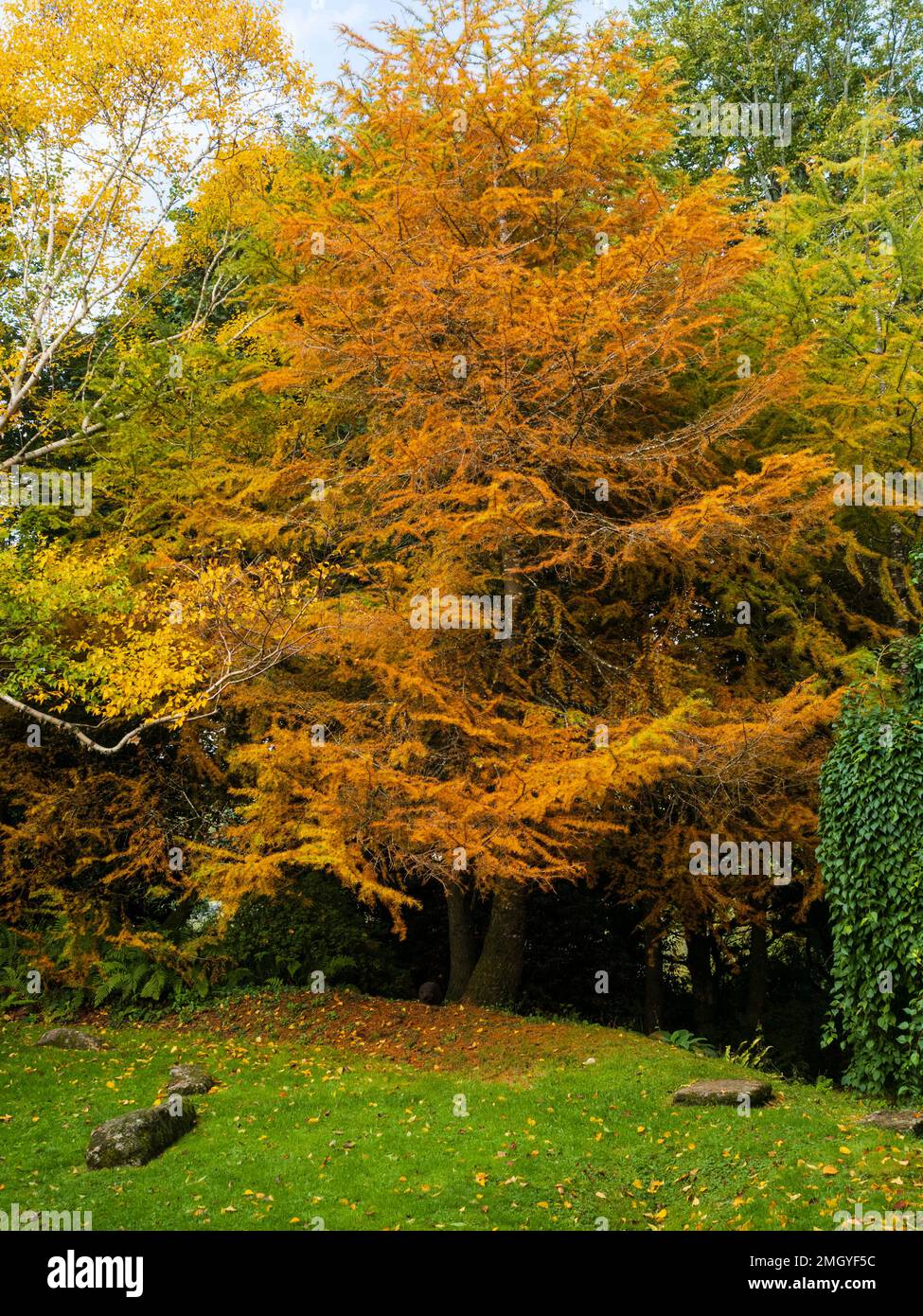 Gelborange Herbstfarbe in den Nadelblättern des Milchkonifers Larix decidua, der Europäischen Larche Stockfoto