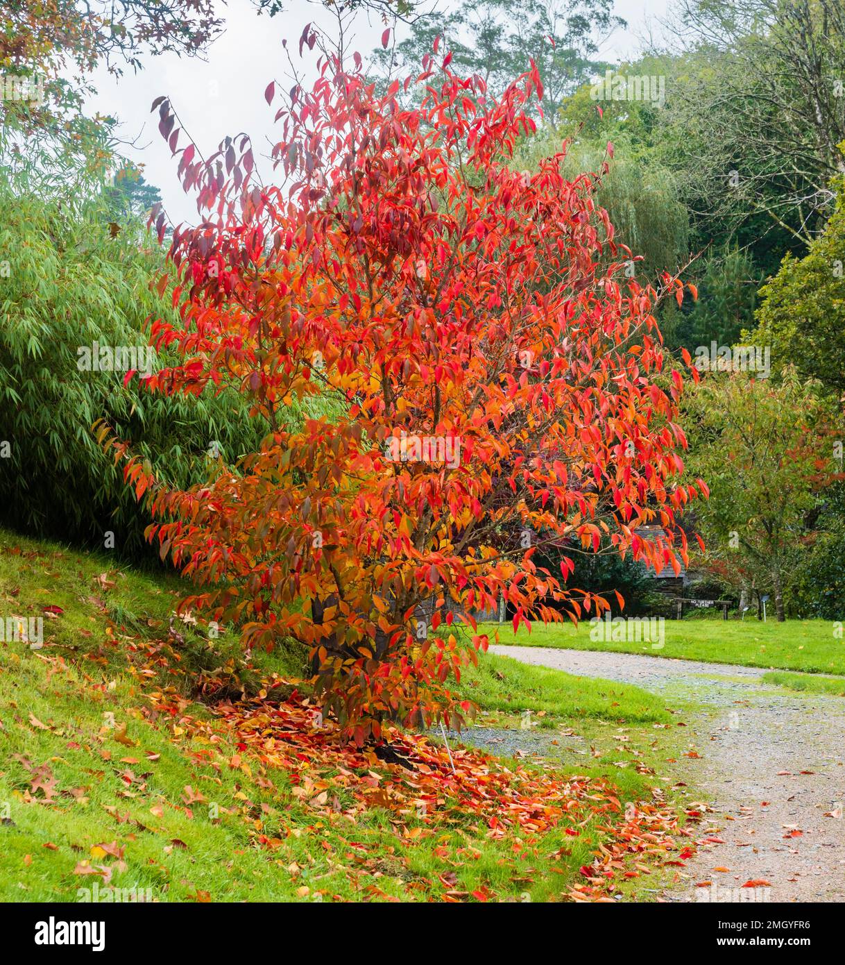 Rot-orangefarbenes Herbstlaub des milchharten kleinen Baumes Stewartia sinensis im Arboretum im Gartenhaus Devon Stockfoto