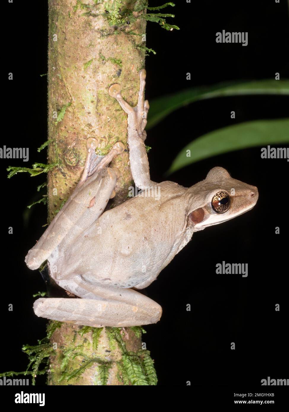 Flacher Breitkopffrosch (Osteocephalus planiceps) auf einem Ast im Regenwald des ecuadorianischen Amazonas Stockfoto