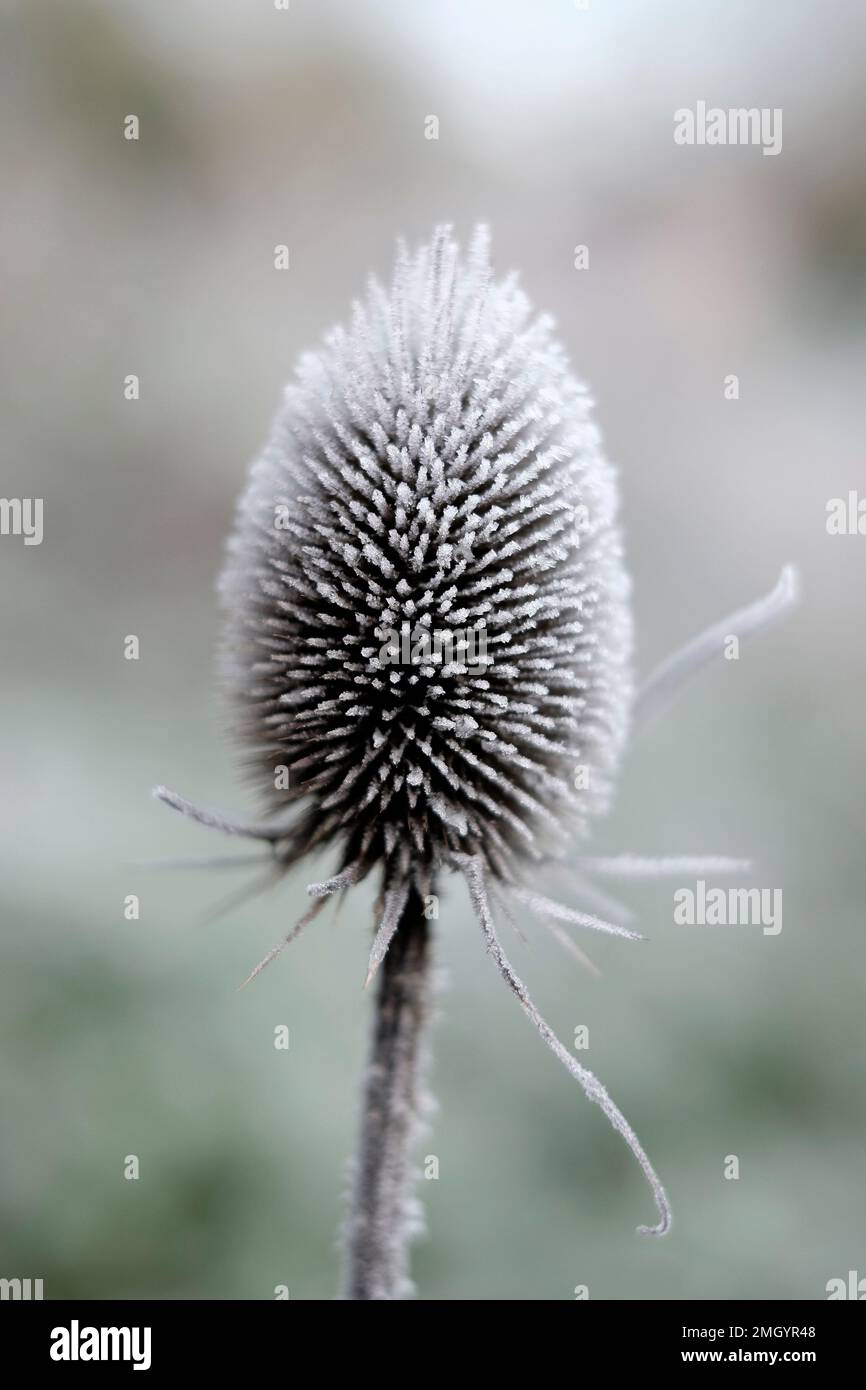 Teeselpflanze mit Winterfrost bedeckt Stockfoto
