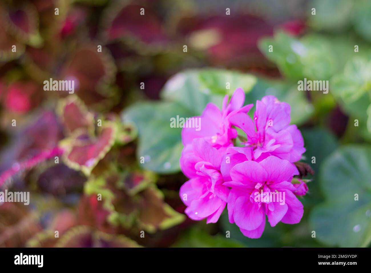 Die rosafarbene Blütenkopfblüte des Pelargoniums, auch bekannt als Pelargonium. Die Pflanze auf dem Foto ist eine der vielen Sorten von Pelargonium Stockfoto