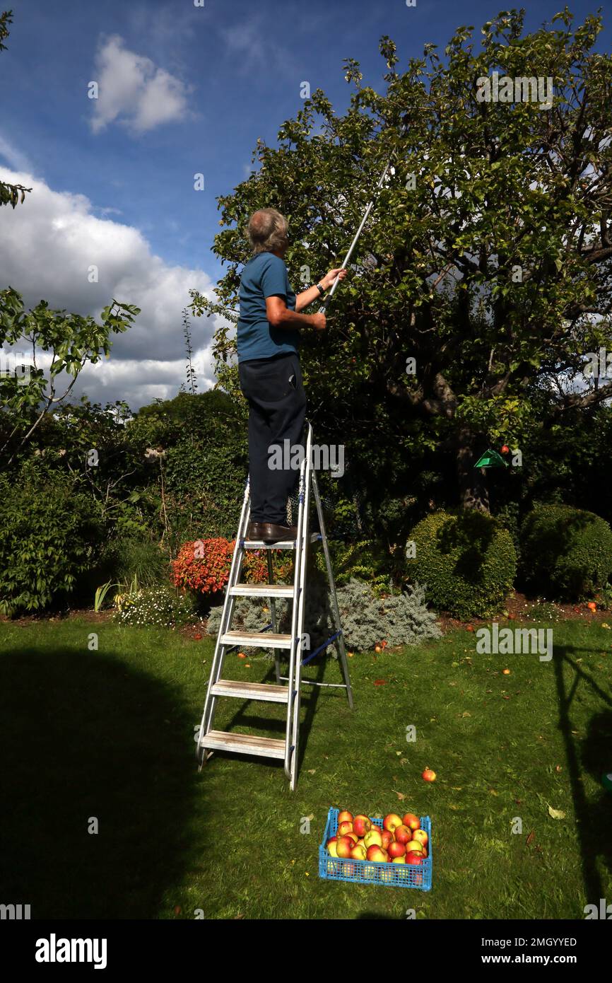 Man-Up-Leiter mit einem Teleskop-Apfelpflücker, der Äpfel vom Baum in Garden Surrey England erntet Stockfoto