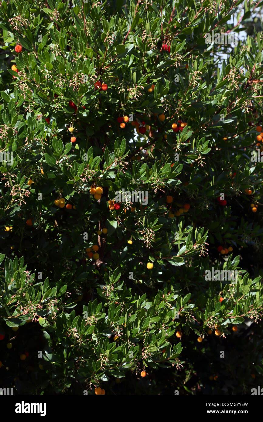Der Erdbeerbaum (Arbutus unedo) ist ein immergrüner Strauch oder