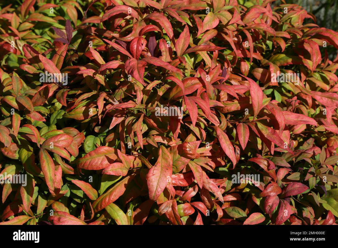Himmlischer Bambus / Heiliger Bambus (Nandina Domestica) Garten Surrey England Stockfoto