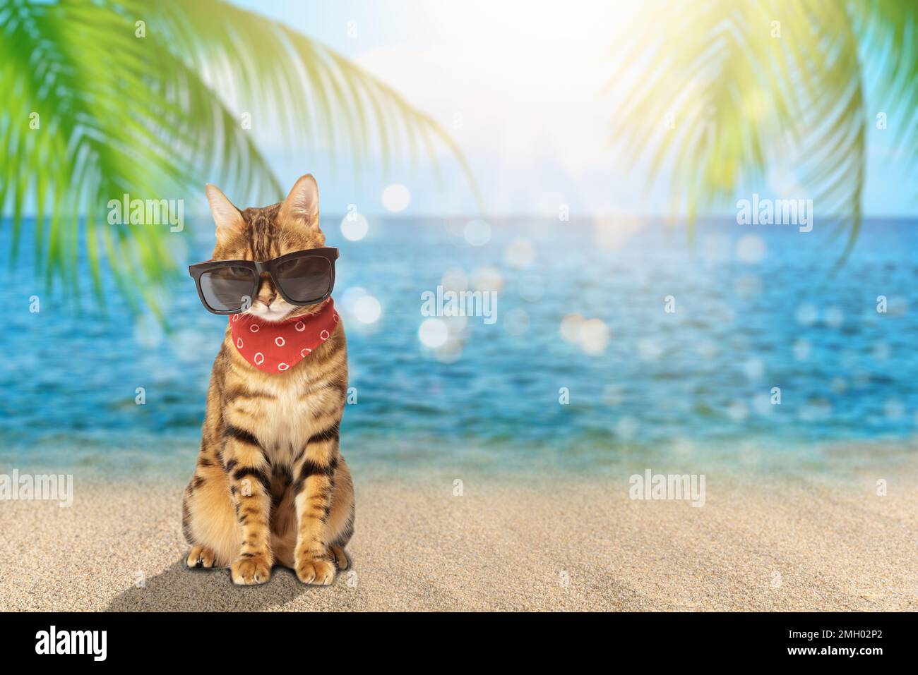 Eine Katze mit Sonnenbrille und ein Schal auf dem Hintergrund eines tropischen Meeres. Speicherplatz kopieren. Stockfoto