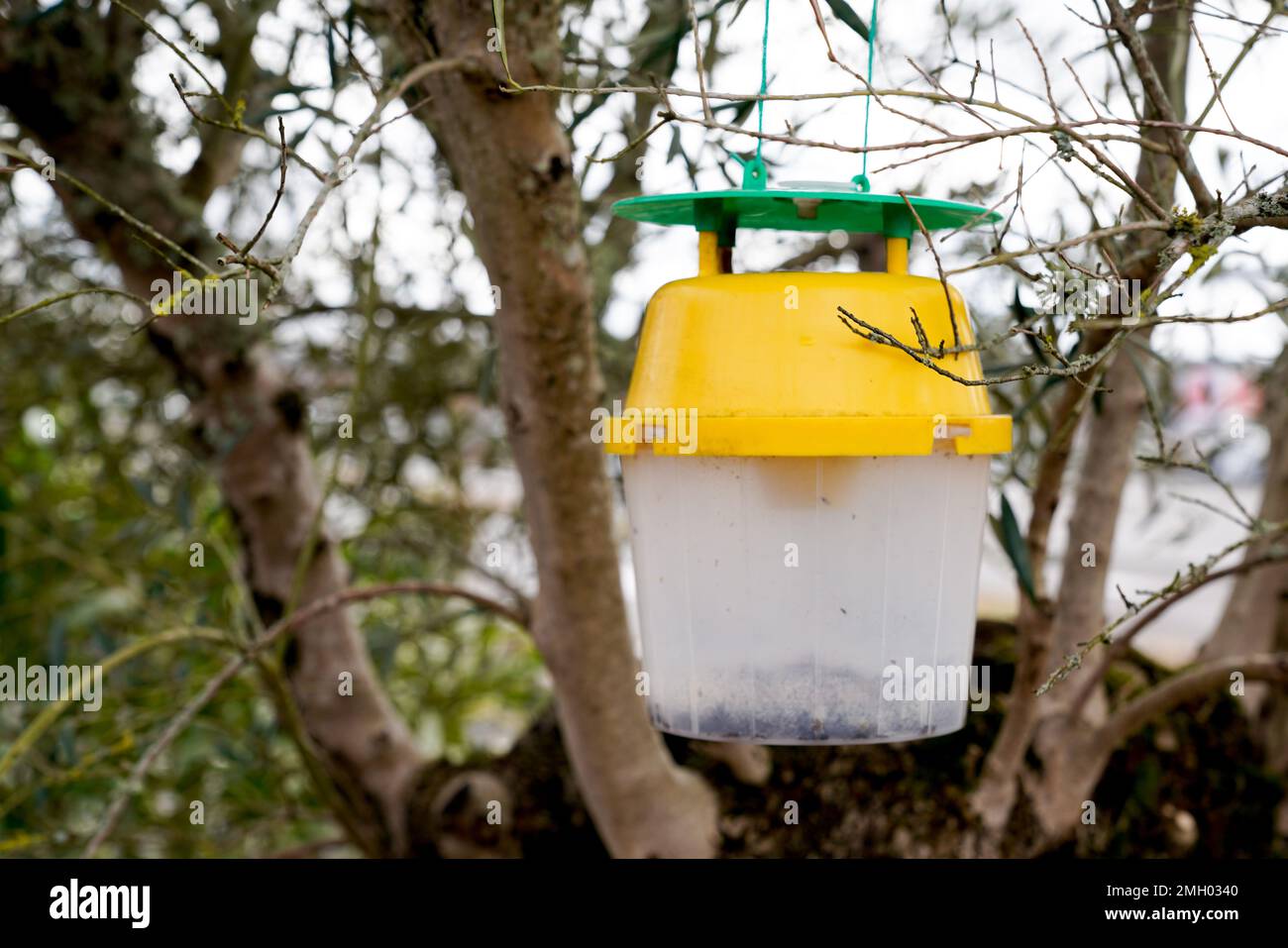 Plastikfalle für asiatische Hummeln in europa, um Insekteninvasion zu stoppen Stockfoto