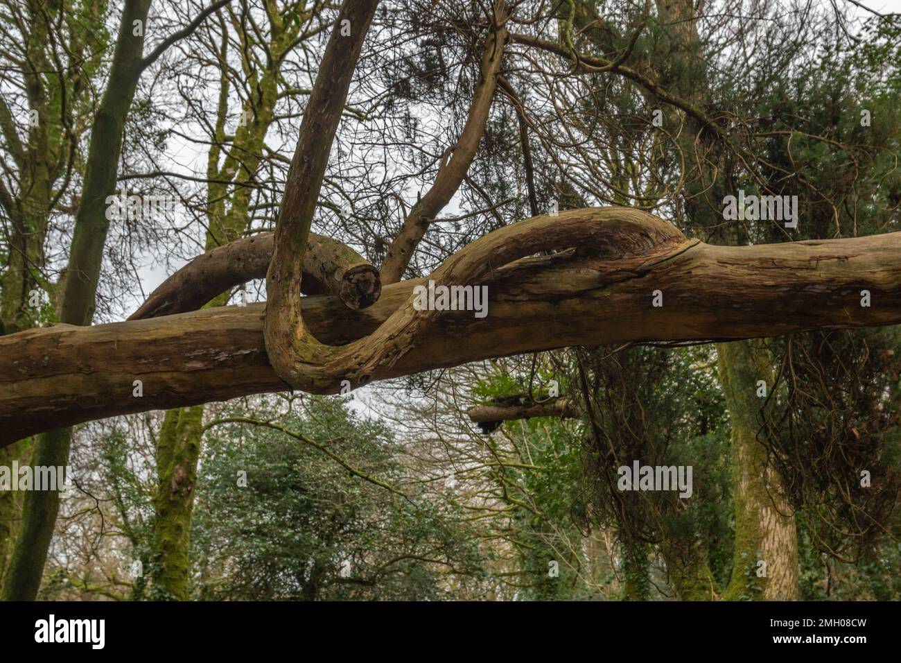 Verdrehte Baumäste und Stämme wachsen im Luxulyan Valley Stockfoto