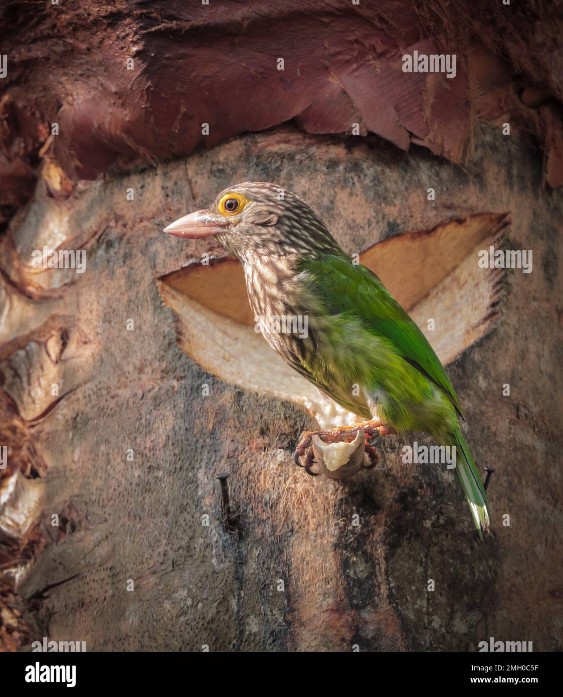 lineated Barbet ist ein asiatischer Barbet, der im Terai, dem Brahmaputra-Becken bis Südostasien, heimisch ist. Stockfoto