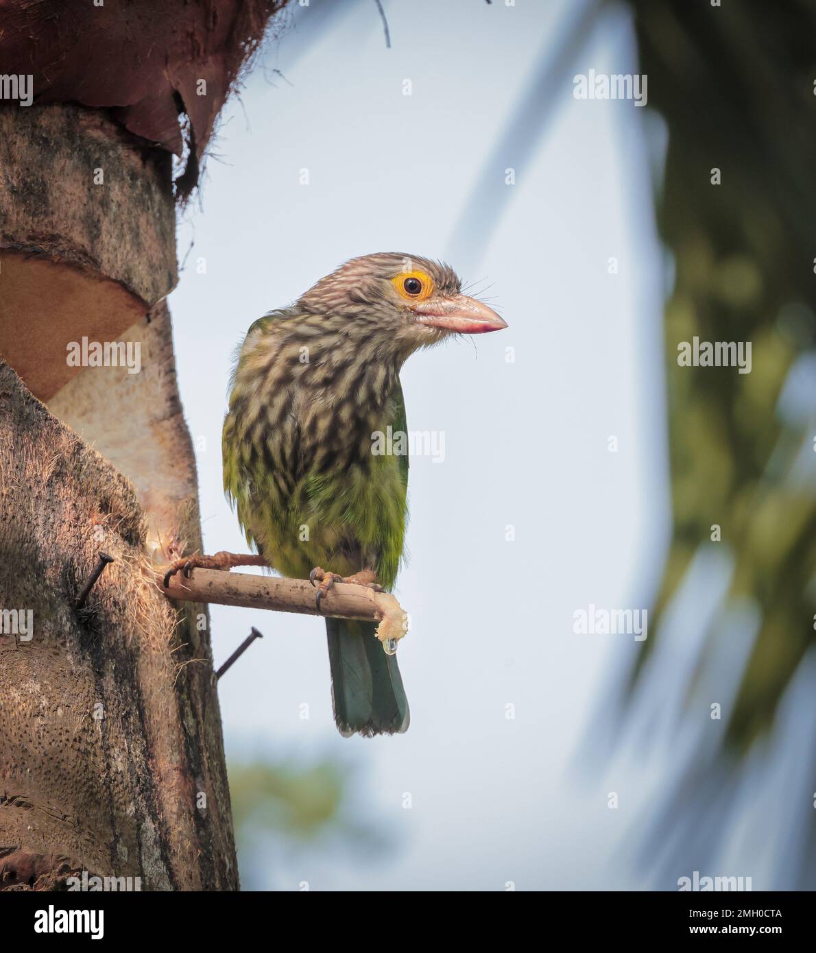 lineated Barbet ist ein asiatischer Barbet, der im Terai, dem Brahmaputra-Becken bis Südostasien, heimisch ist. Stockfoto