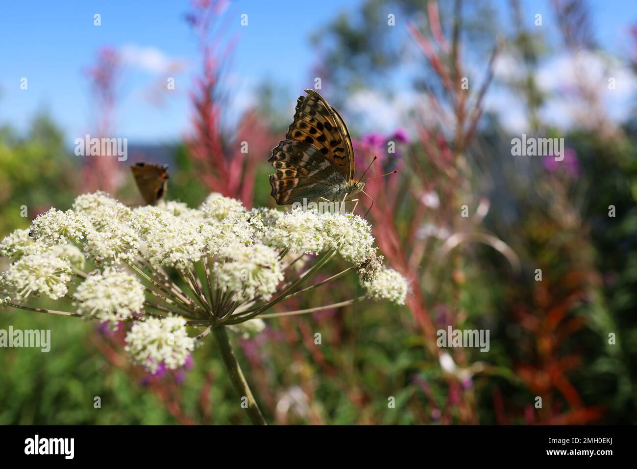 Ein Schmetterling sitzt auf einer Hogweed-Nahaufnahme Stockfoto