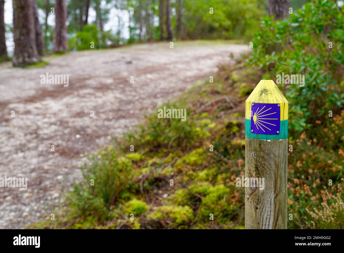 Pfad mit Muschelzeichen von Camino de Santiago de Compostela Routen für Pilger Stockfoto