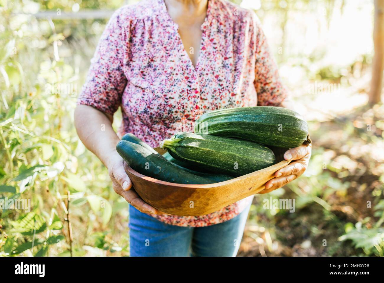 Eine unbekannte lateinische Bauernfrau, die ein Holztablett mit großen Zucchini aus ihrem Gemüsegarten hält. Stockfoto