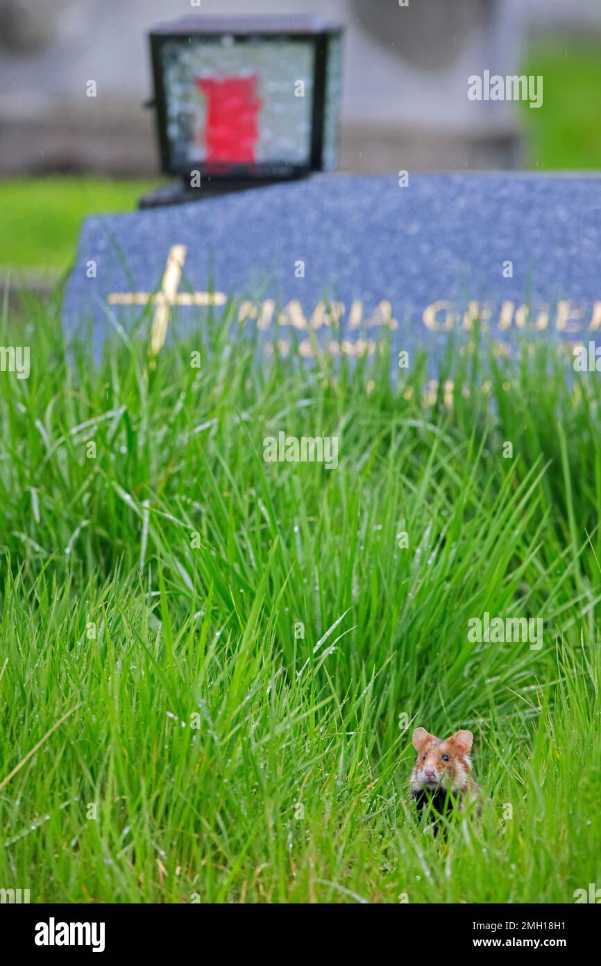 Europäischer Hamster / Eurasischer Hamster / Schwarzbauch-Hamster (Cricetus cricetus), der auf dem Wiener Zentralfriedhof in Österreich unter Gräbern forscht Stockfoto
