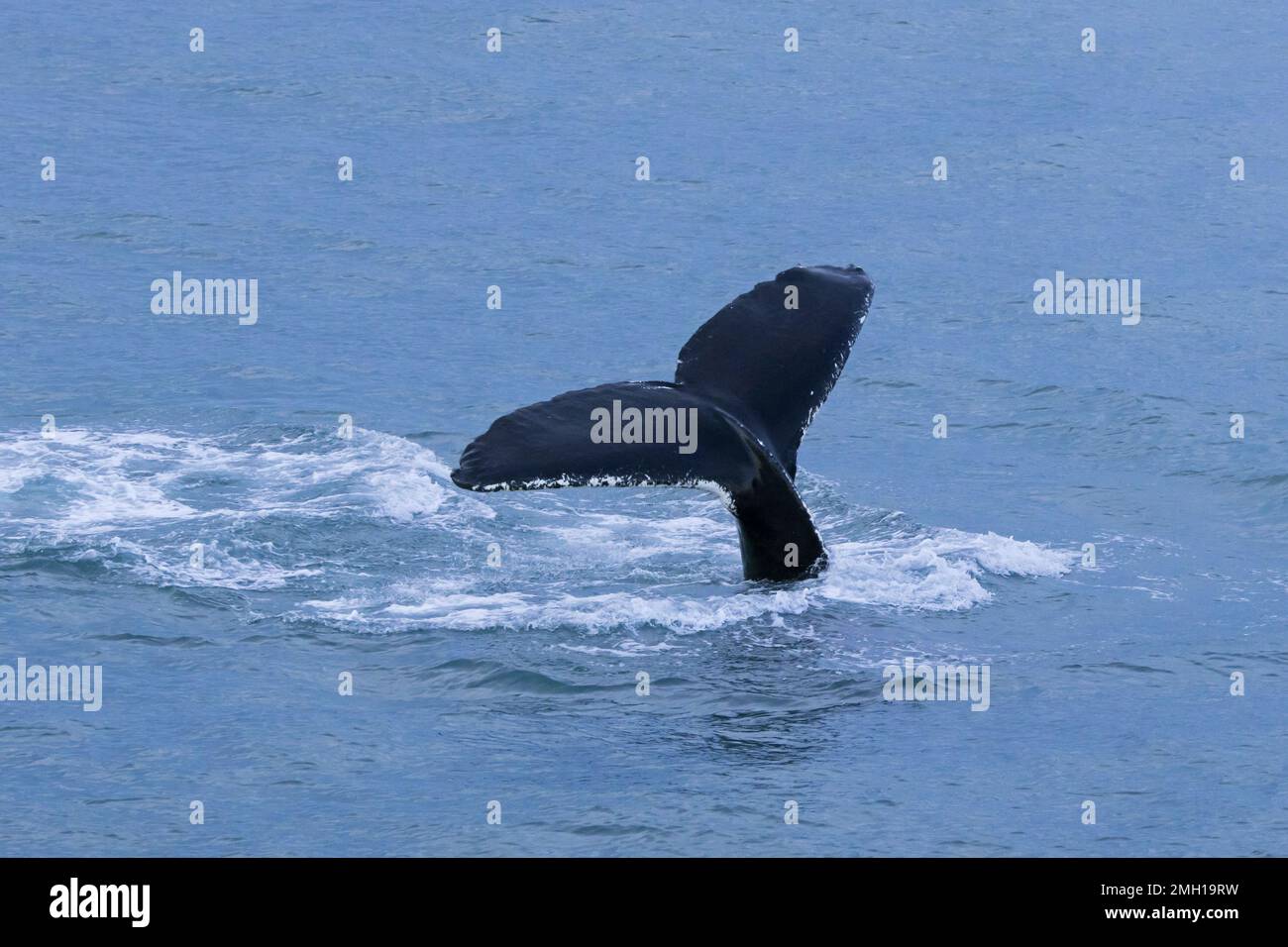 Buckelwal (Megaptera novaeangliae) hebt seine Schwanzflossen und taucht im Arktischen Ozean zur Fütterung, Spitsbergen / Svalbard Stockfoto