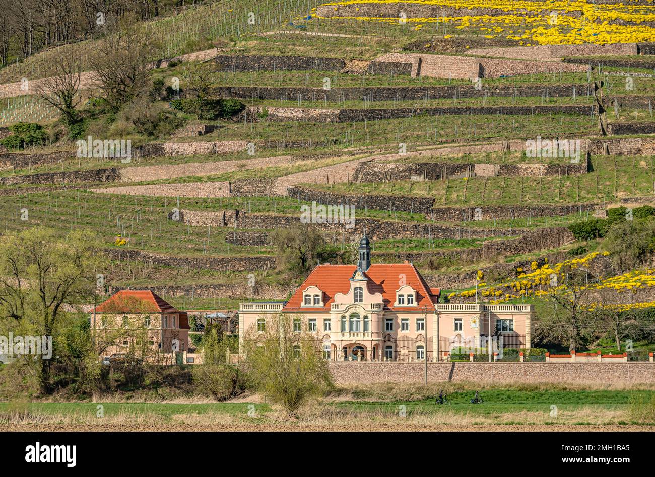 Weinberge im Spaargebirge im Elbtal bei Meißen, Sachsen, Deutschland Stockfoto