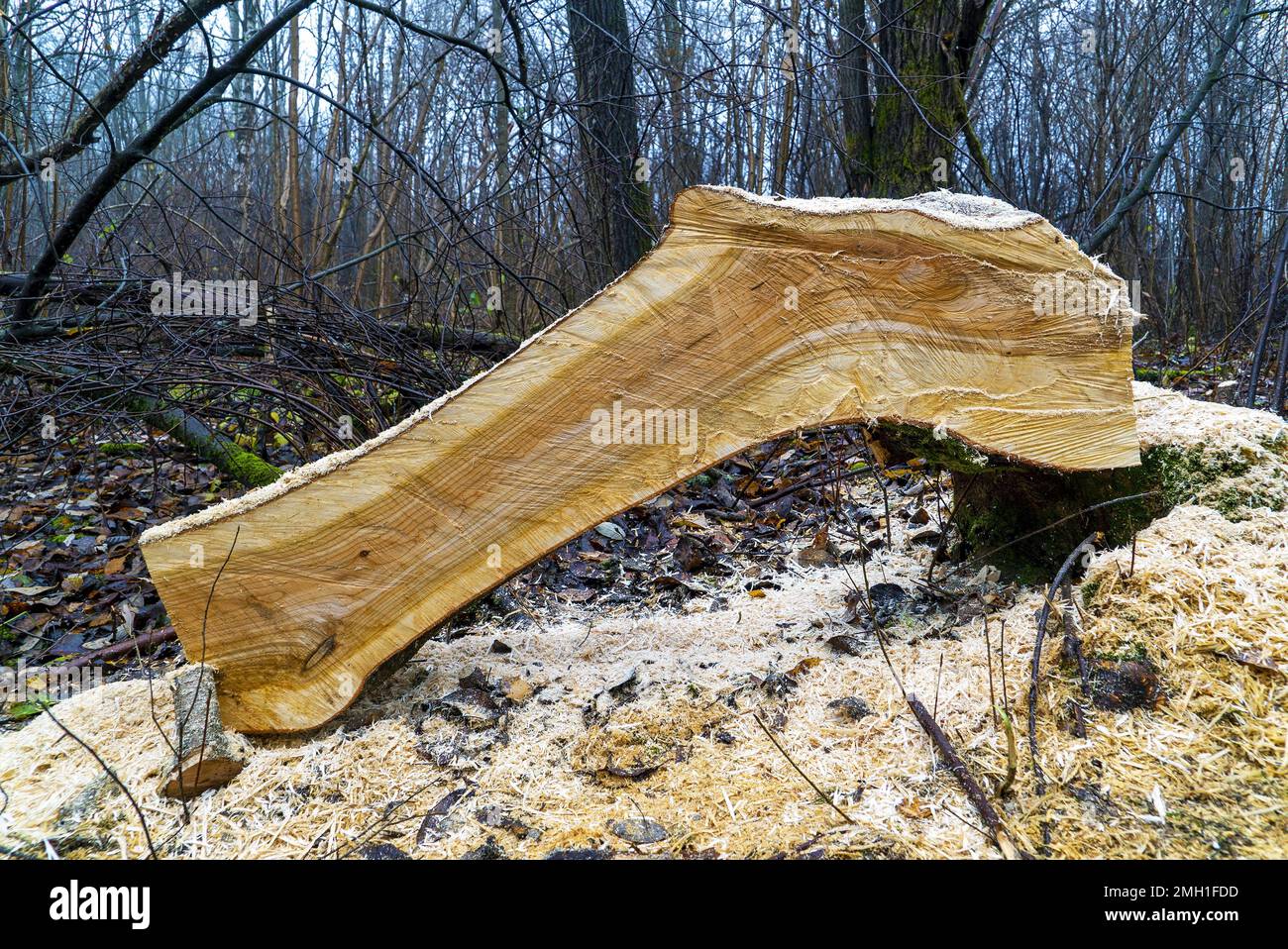 Frischer Längsschnitt eines Kirschbaums im Wald Stockfoto