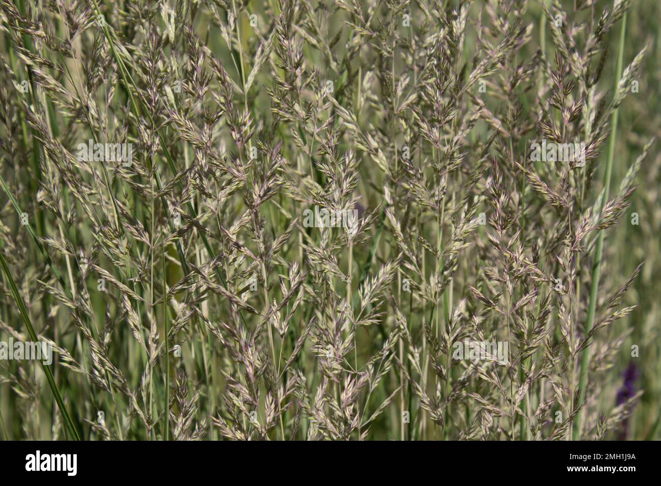 Ziergras Calamagrostis Overdam wächst im Sommer im Park. Stockfoto