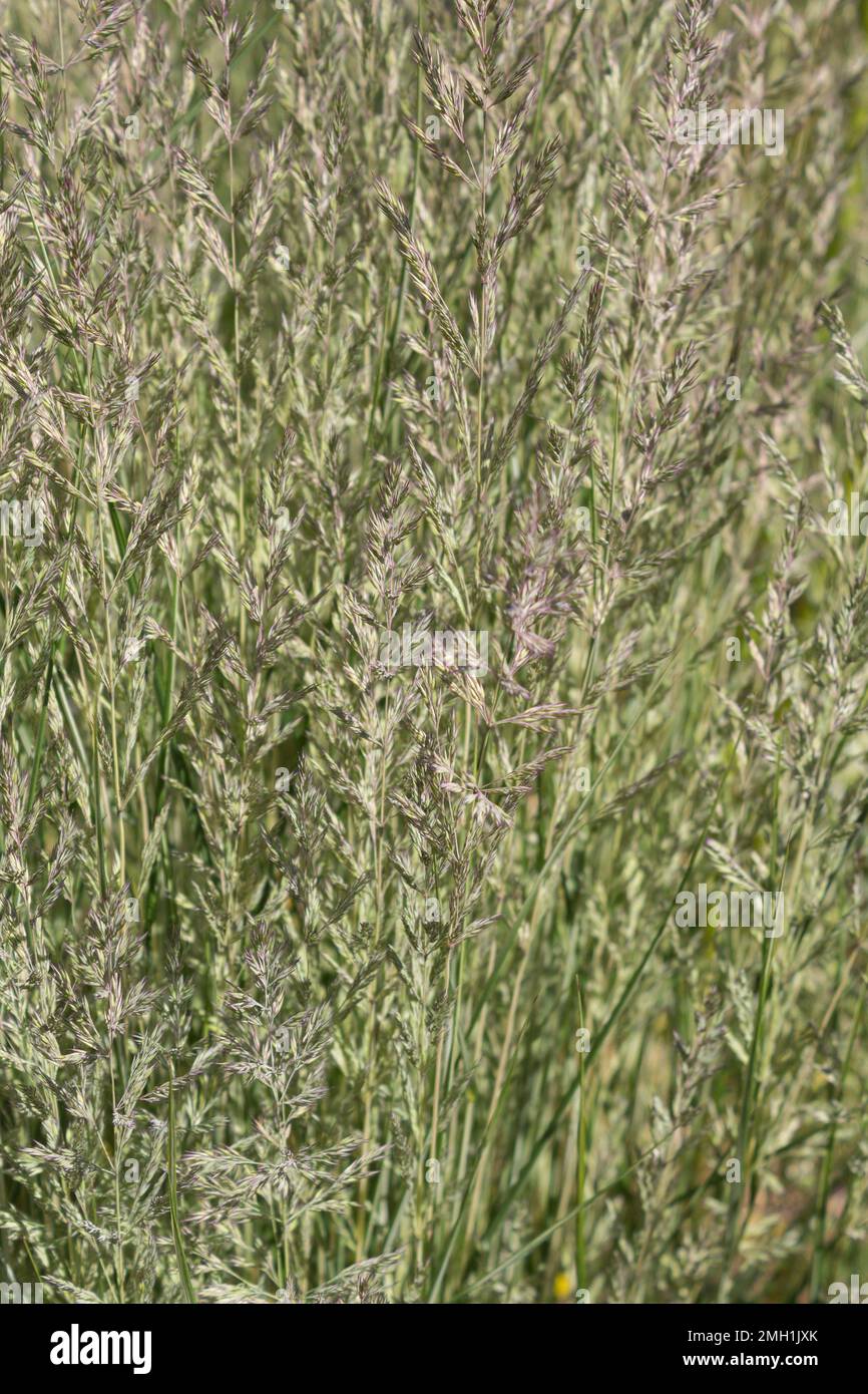 Ziergras Calamagrostis Overdam wächst im Sommer im Park. Stockfoto
